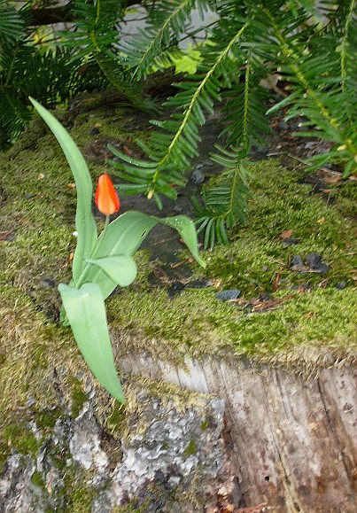 Baumstumpf mit Tulpe