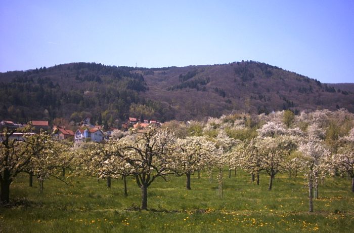 Dannenfels im Frühling